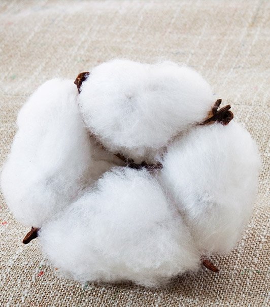 Organic Textiles Organic Cotton India Loyal Textiles